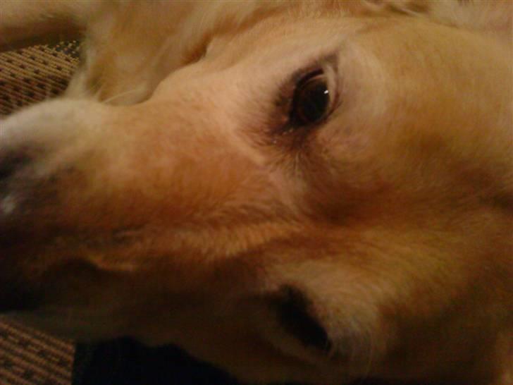 Labrador retriever Tiggi - kuk kuk der ude=) billede 3