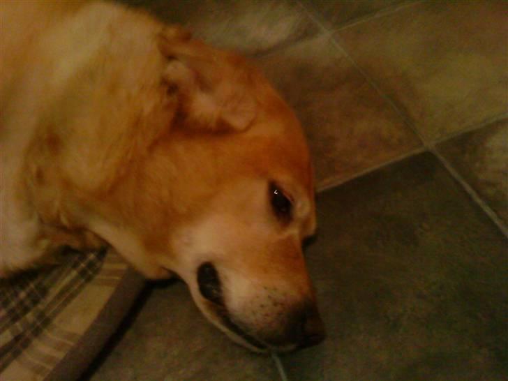 Labrador retriever Tiggi - Jeeeg keeeeeeeeeeeeeeeeeeder mig! billede 4