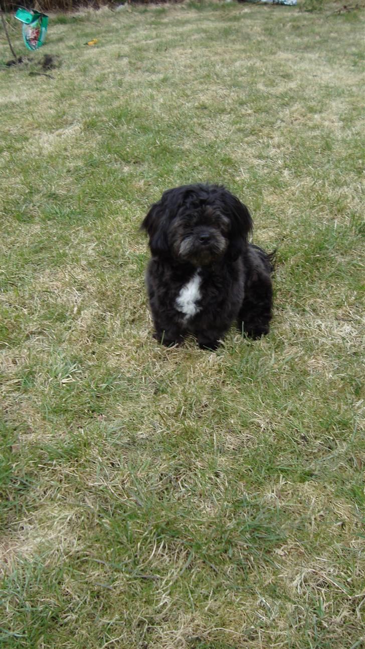 Shih tzu gismo billede 14