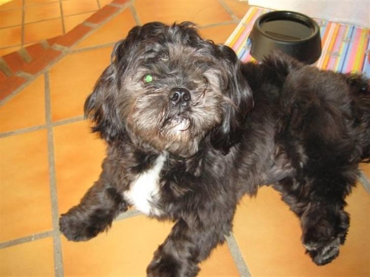 Shih tzu gismo billede 15