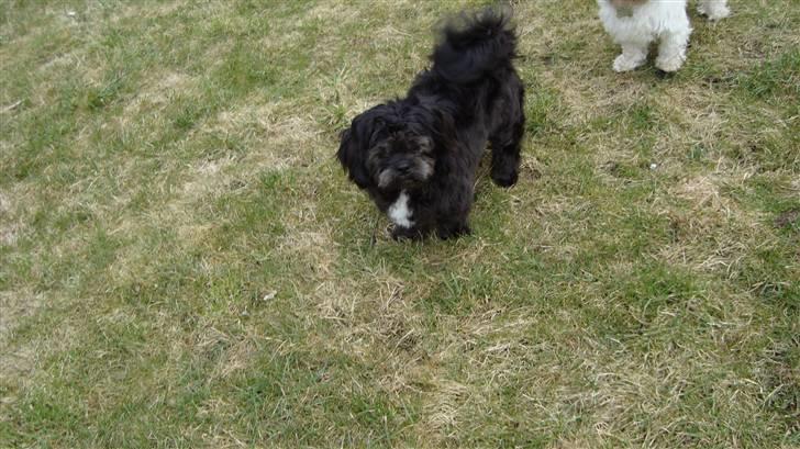 Shih tzu gismo billede 16