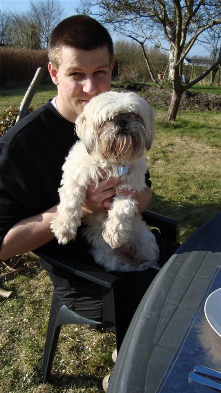 Shih tzu Bella billede 17