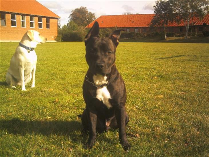 {{currentPhoto.altText}} billede {{currentPhoto.number}}