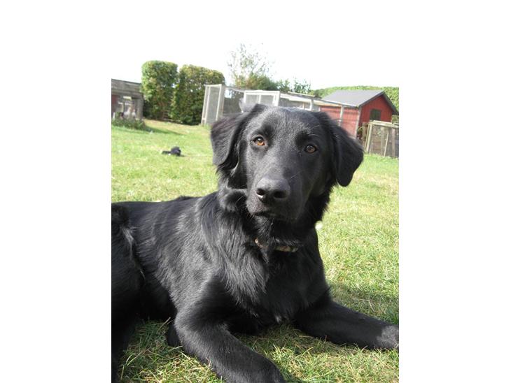 Blanding af racer Bonzo R.I.P :'( - <NYT>* Velkommen til min dejlige hund Bonzo (: billede 1
