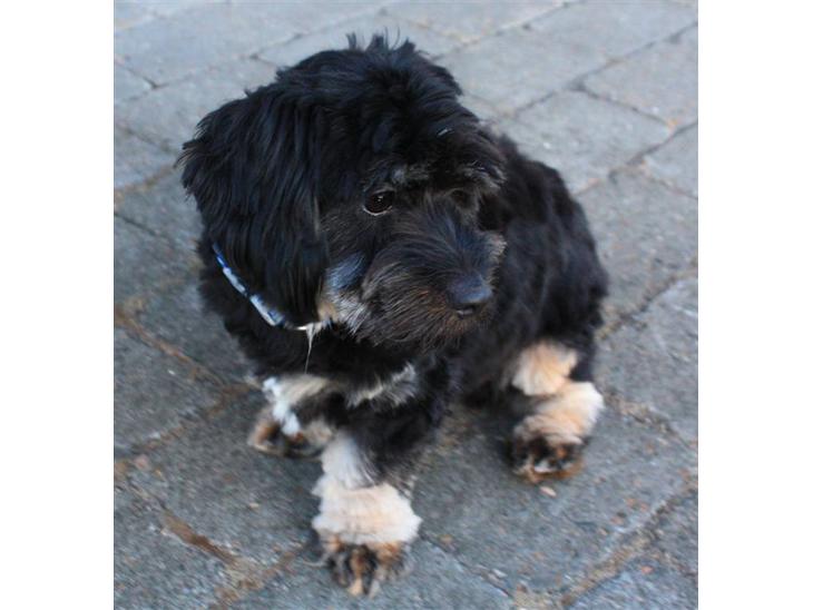 {{currentPhoto.altText}} billede {{currentPhoto.number}}