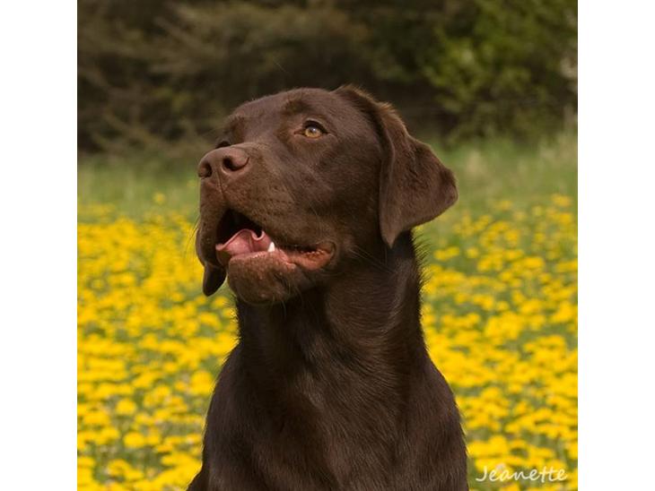 Labrador retriever Aimee billede 1