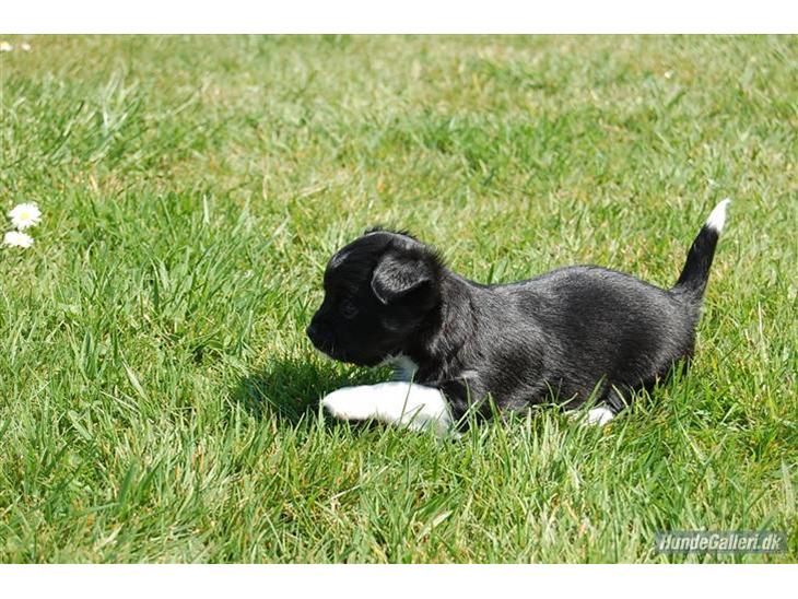 {{currentPhoto.altText}} billede {{currentPhoto.number}}