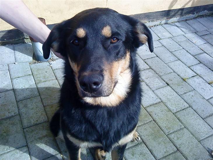 {{currentPhoto.altText}} billede {{currentPhoto.number}}