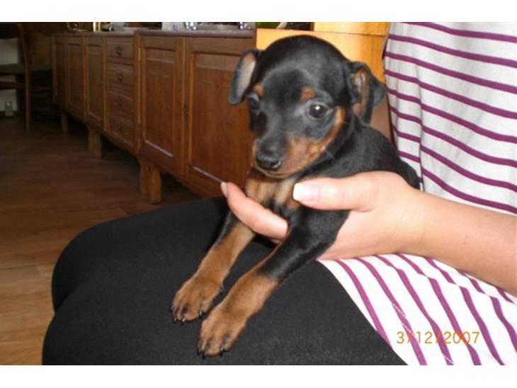 {{currentPhoto.altText}} billede {{currentPhoto.number}}