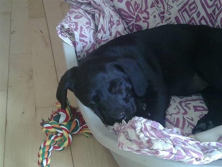 Labrador retriever Gabbi - Den første dag i mit nye hjem billede 1