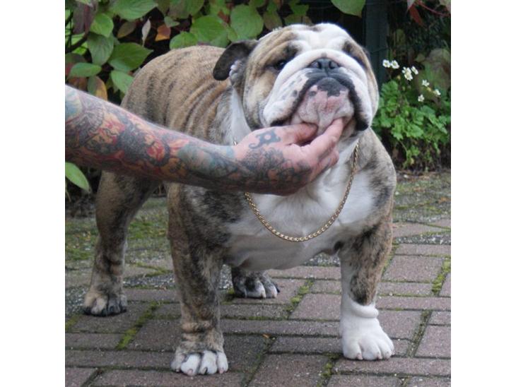 {{currentPhoto.altText}} billede {{currentPhoto.number}}