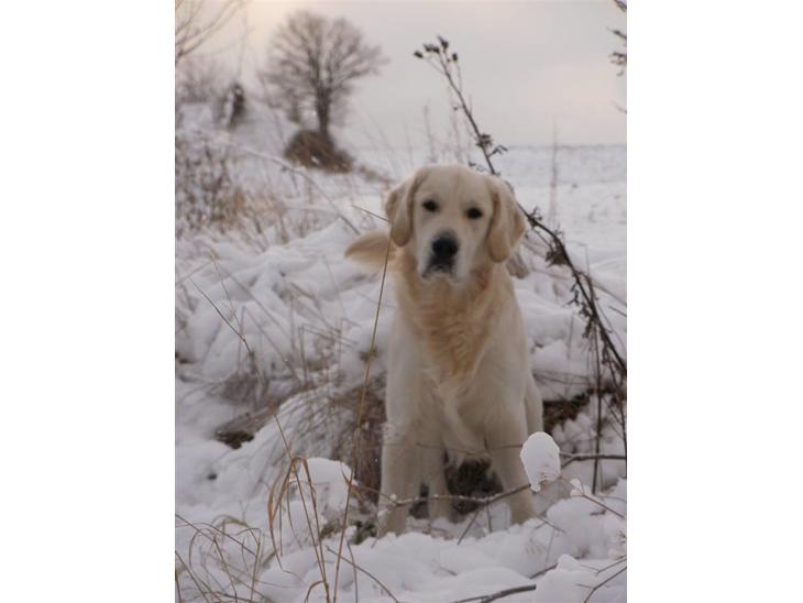 Golden retriever Loui <3 - Velkommen til Loui´s profil. håber i kan lide ham <3 billede 1