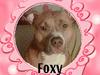 Amerikansk staffordshire terrier Foxy