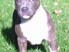 Amerikansk staffordshire terrier Mississippi Red Deep Purp