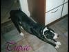 Amerikansk staffordshire terrier Tupac