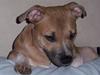 Staffordshire bull terrier Frederikke