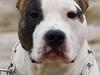 Amerikansk staffordshire terrier Wido Swoboda