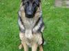 Schæferhund Darco