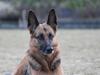 Schæferhund Sandra