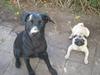 Labrador retriever chiva