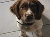 Field Trial spaniel Jason