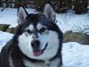 Alaskan malamute Malic *RIP* [ Himmelhund]
