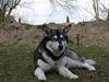 Alaskan malamute Bailey [ Himmelhund]