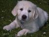 Golden retriever Charlie