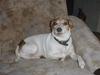 Blanding af racer Fido