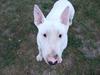 Bullterrier Vili [ Himmelhund]