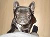 Fransk bulldog Trunte