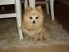 Pomeranian Thea død