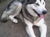 Alaskan malamute SILVER