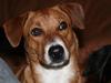 Østrigsk pinscher Lillekjær´s Lucie