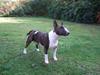 Bullterrier Freja [ Himmelhund]