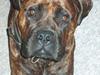 Bullmastiff Bella
