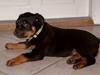 Rottweiler ZENTA