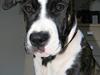 Amerikansk staffordshire terrier Tanja