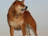 Shiba  - Luie *R.I.P* [ Himmelhund]