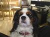 Cavalier king charles spaniel Ziggy 