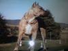 Amerikansk staffordshire terrier Rockin'm's kiss Me Tigger