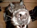Flat coated retriever Dick