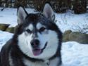 Alaskan malamute Malic *RIP*