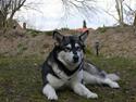 Alaskan malamute Bailey