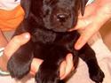 Labrador retriever flora<3