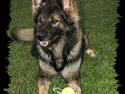 Schæferhund Kato R.I.P. 28-02-2011
