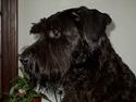 Riesenschnauzer Blackie