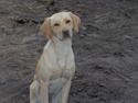Labrador retriever Molly