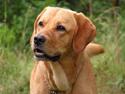 Labrador retriever Malick