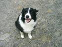 Border collie Leika (San Har) R.I.P